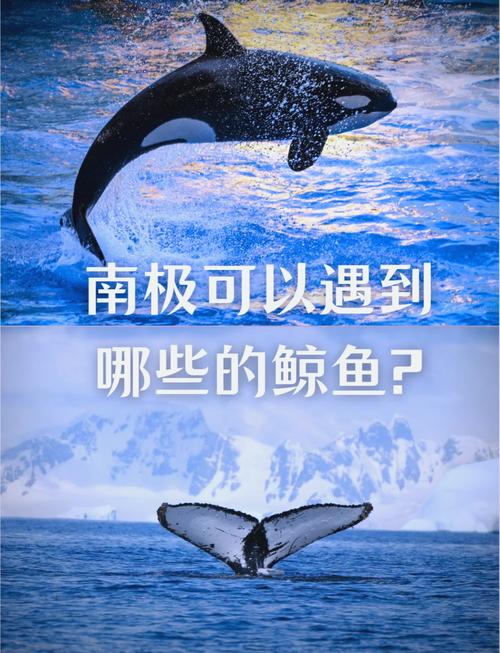 鲸鱼可以人工养殖吗（教育福利与替代路径）