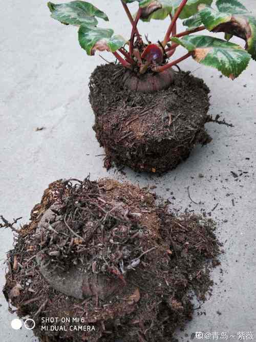 仙客来用松针土行吗(土壤水肥与阳台分层栽培)