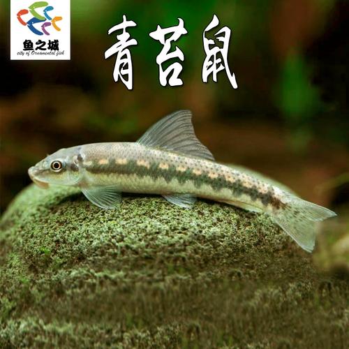 青苔鼠吃小凤尾鱼吗（青苔鼠与金苔鼠防捕食与分区养鱼要点）