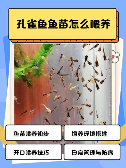 怎么判断凤尾鱼要下崽（产前观察产后分离喂养与水质管理）