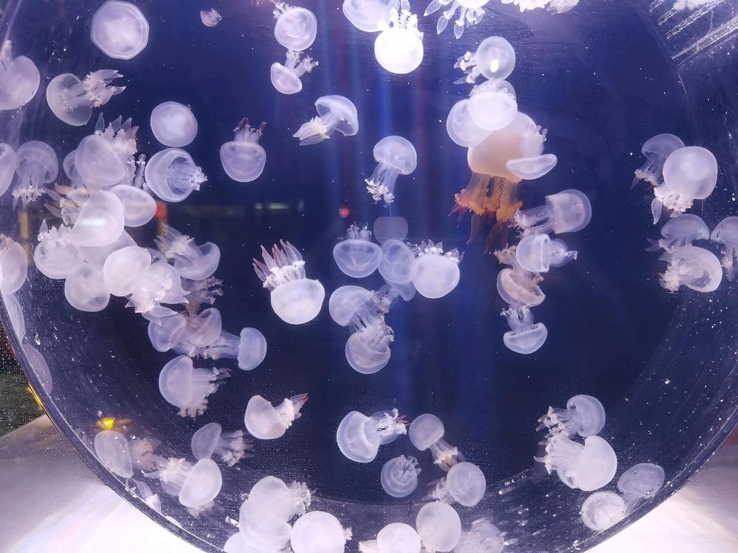 观赏水母能活多久(水母寿命为何差这么多?物种与环境因素全解析)