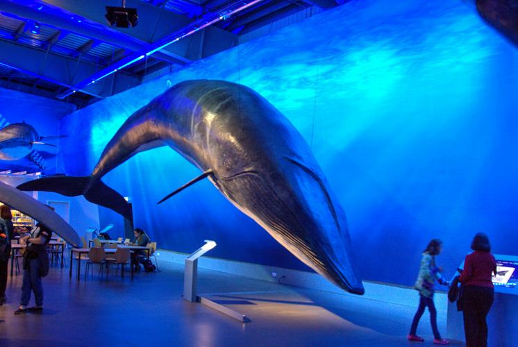 哪个海洋馆有须鲸饲养记录(福利伦理与保护路径)