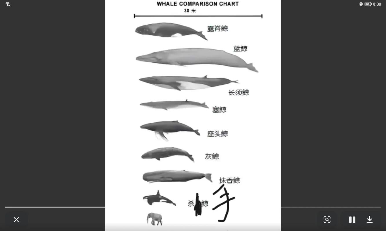 哪个海洋馆有饲养须鲸的记录(海洋馆须鲸活体罕见,鲸鲨展览多以标本和科普为主) 哪个海洋馆有饲养须鲸的记录(海洋馆须鲸活体罕见,鲸鲨展览多以标本和科普为主)