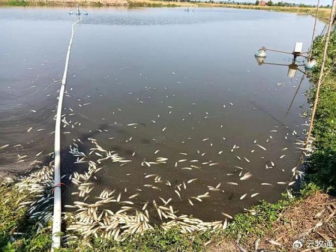 草鱼甩籽持续几天（草鱼甩籽期野钓要点窝料小药和温度）