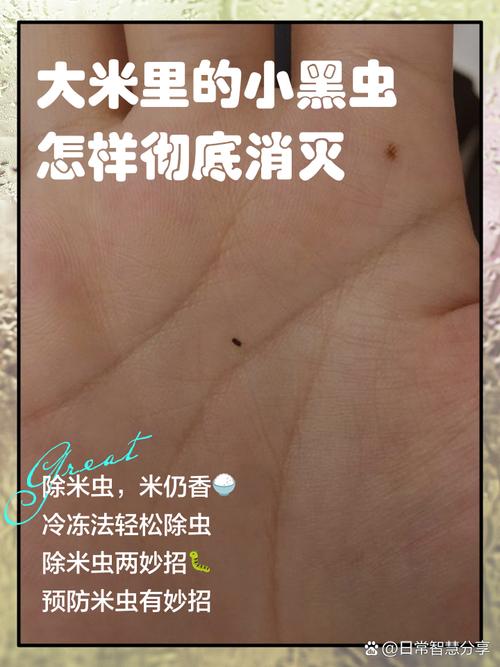 米里面有黑虫怎么办(米象防虫要点储存米粒防潮杀卵全攻略) 米里面有黑虫怎么办(米象防虫要点储存米粒防潮杀卵全攻略)