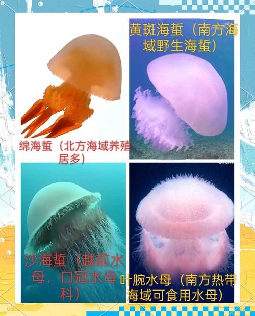 大水母会吃小水母吗（水母不仅吃浮游生物也会捕食同类）