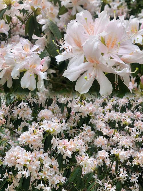 毛杜鹃一年开几次花（毛杜鹃花期与养护要点温度土壤肥水）