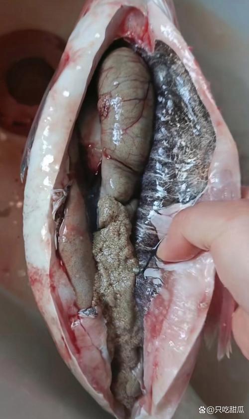 鲤鱼11月份肚子有籽吗（控温光照实现反季繁殖）