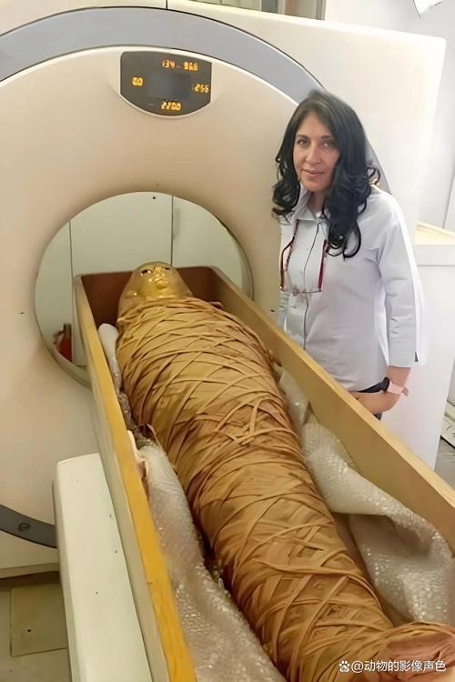 古埃及人为什么要制作木乃伊（木乃伊的防腐与灵魂信仰王权象征与现代解读）