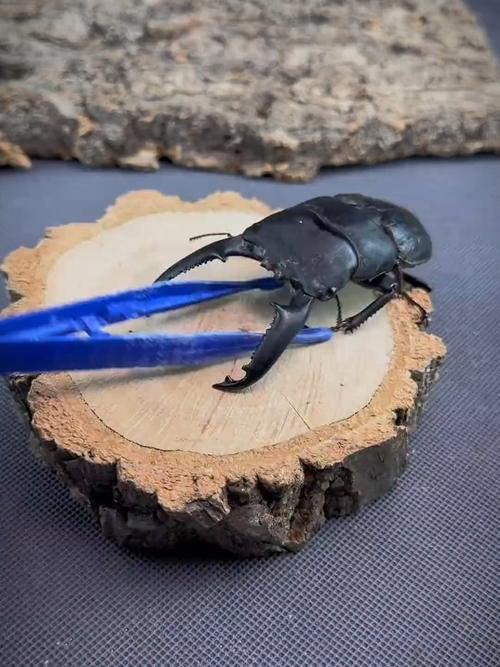 天牛和独角仙是甲壳虫吗（外形生活方式与生态角色）