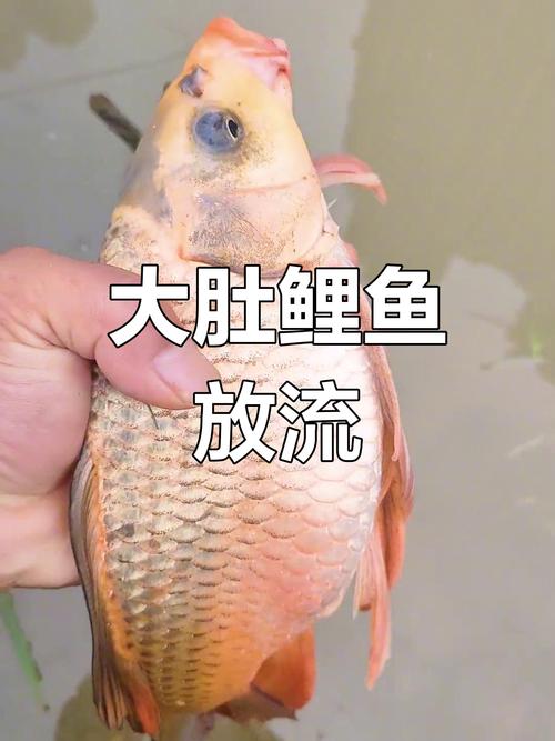 鲤鱼什么时候肚子有籽(水温光照水流与观察要点)