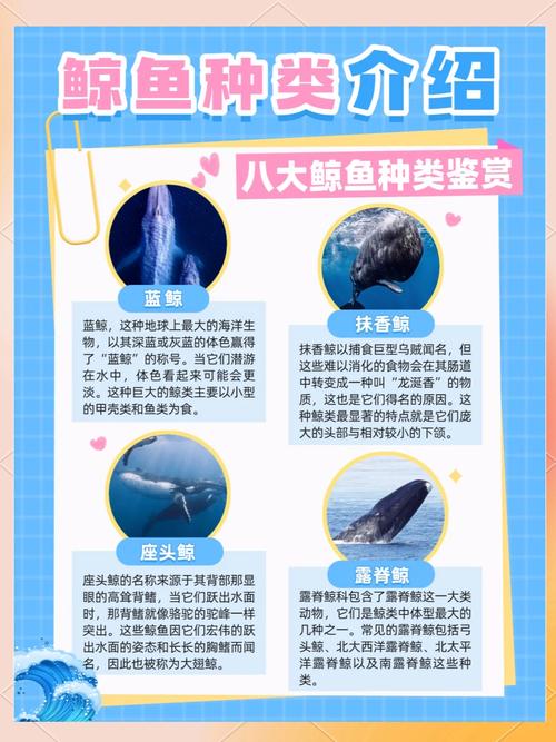 哪些海洋馆有小须鲸饲养记录(小须鲸饲养记录转化为海洋保护对话) 哪些海洋馆有小须鲸饲养记录(小须鲸饲养记录转化为海洋保护对话)