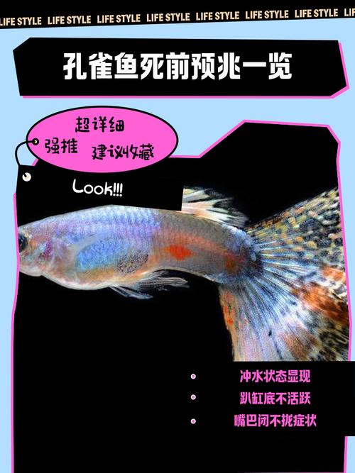 养的凤尾鱼为什么会死（凤尾鱼养护要点稳定水质溶氧温度控密喂养繁殖）