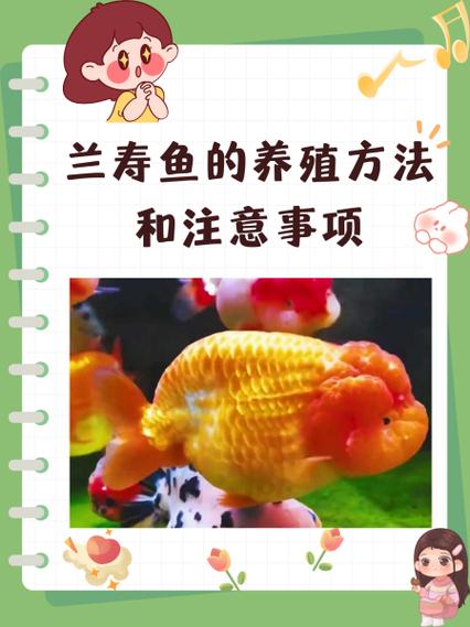 兰寿母鱼甩籽需要隔离吗(分离休养控温喂养与水质管理) 兰寿母鱼甩籽需要隔离吗(分离休养控温喂养与水质管理)