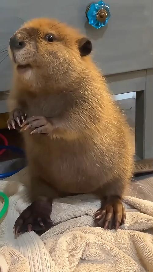 河狸是什么动物（湿地建设者与保护要点）