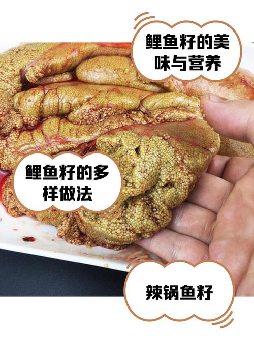 冬天鲤鱼有籽吗（冬季带籽鲤鱼选购储存烹饪要点）