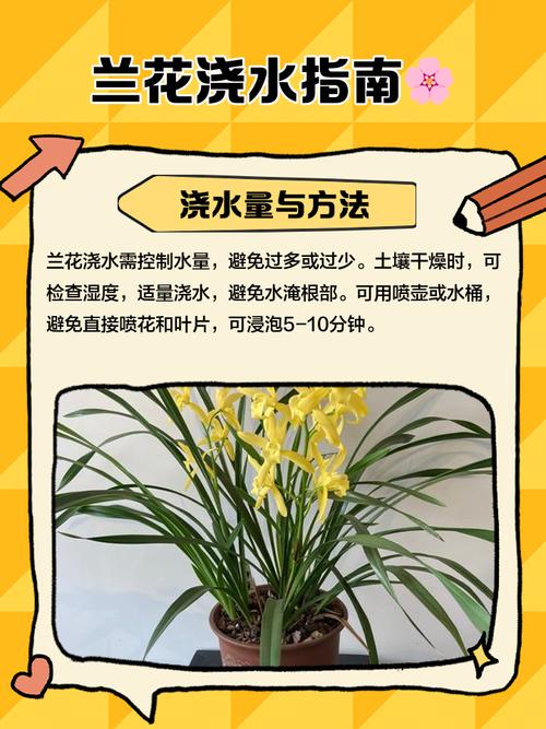 兰花怎么浇水正确方法（见干见湿间干间湿渐干渐湿，日常养护要点）