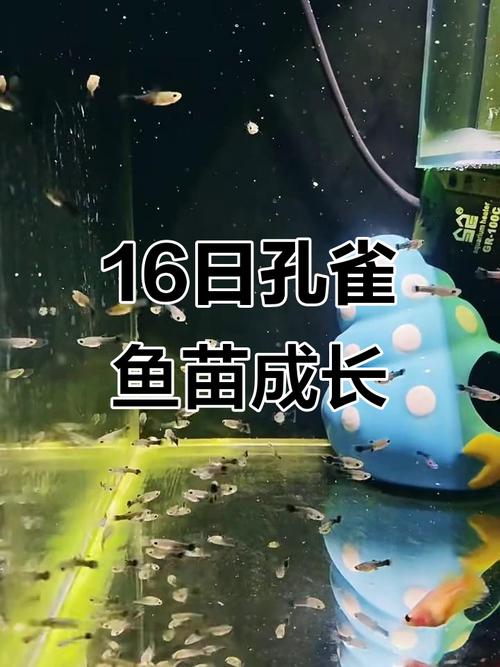 孔雀鱼鱼苗多久长大(孔雀鱼苗成长阶段与养护要点温度喂养水质分缸控密度) 孔雀鱼鱼苗多久长大(孔雀鱼苗成长阶段与养护要点温度喂养水质分缸控密度)