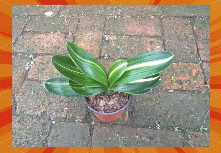 松针和椰糠哪个好(椰糠松针土混用找出最佳配比提升排水与养分) 松针和椰糠哪个好(椰糠松针土混用找出最佳配比提升排水与养分)