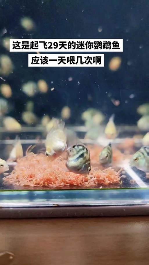 小观赏鱼多久喂一次食(喂鱼按阶段和水温定量,少量多次最稳妥) 小观赏鱼多久喂一次食(喂鱼按阶段和水温定量,少量多次最稳妥)