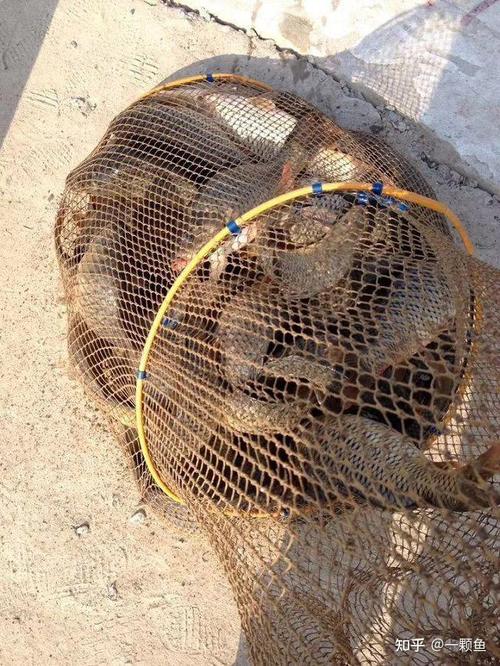 黑坑下雨天鲤鱼溜边吗(雨天黑坑钓鲤要点近岸浅水易咬温度决定深浅早晚最佳)