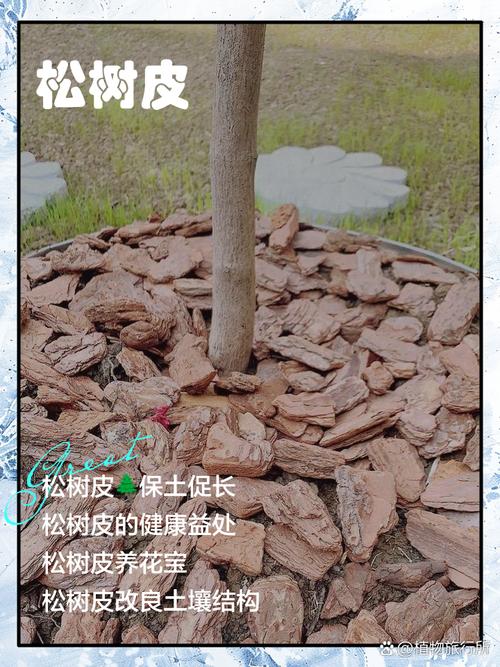 松树皮可以直接拌土种花吗（松树皮改良花土透气排水保水，兰花更健康）