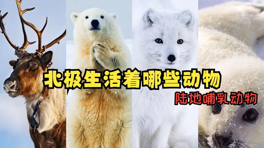 北极有什么动物(北极不仅是寒冰也是海冰海水与物种共同维系的生存网络)