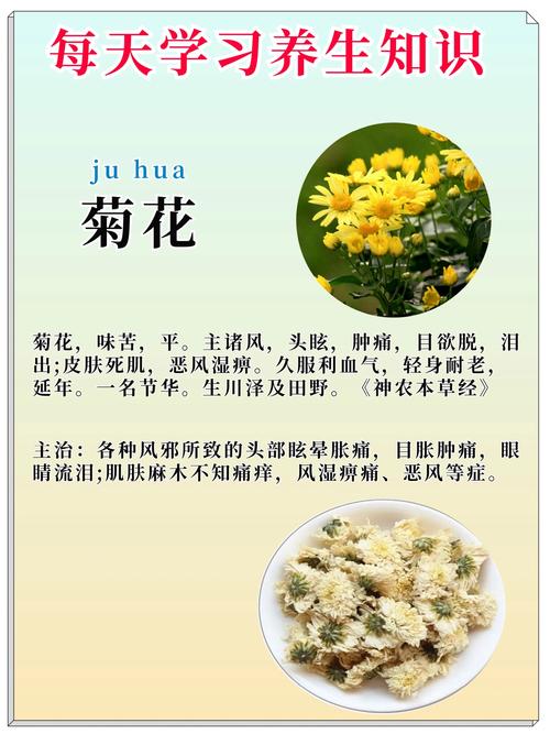 菊花的资料和介绍（繁殖品种药用与文化象征）