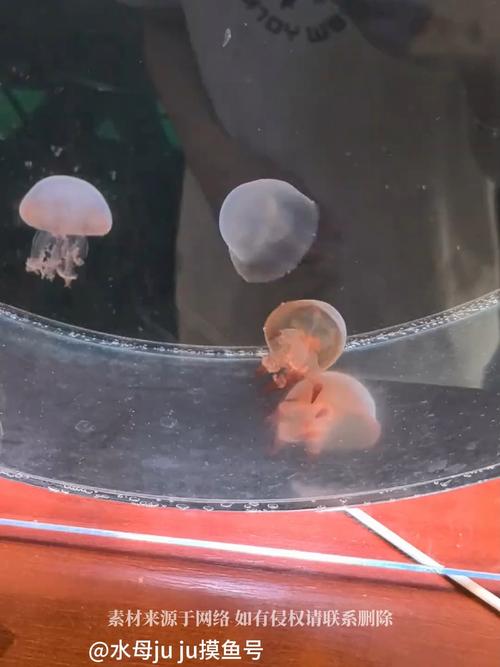 水母下沉不动是死亡吗（如何判断和日常养护）