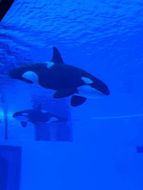 哪个海洋馆有蓝鲸(靠教育互动和科普来推动保护) 哪个海洋馆有蓝鲸(靠教育互动和科普来推动保护)