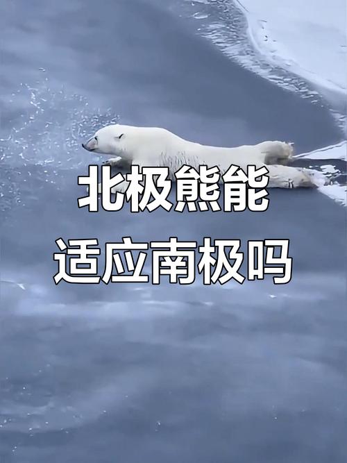 为什么北极熊不吃企鹅（北极熊与企鹅地理分隔保护生态网络最关键）