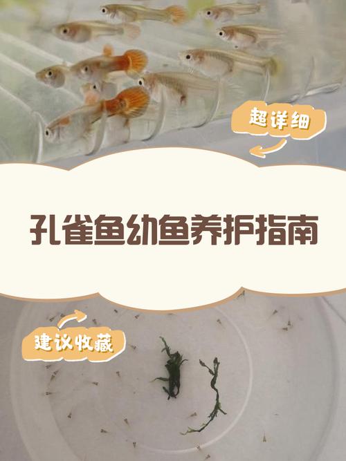 刚下的小凤尾鱼怎么养(稳水控喂24–28℃每日喂3–4次) 刚下的小凤尾鱼怎么养(稳水控喂24–28℃每日喂3–4次)