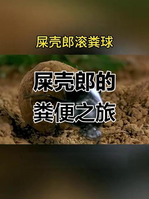 屎壳郎为什么要推粪球（屎壳郎靠粪球养育繁殖并改良土壤）