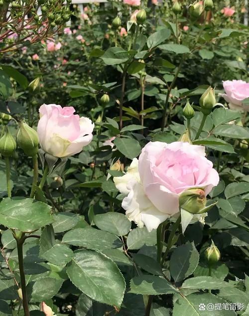 纯牛奶过期了可以浇月季吗（过期牛奶发酵稀释浇花法，盆栽花更健康）