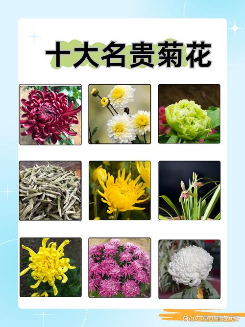 菊花的学名叫什么（菊花学名用途栽培要点全解）