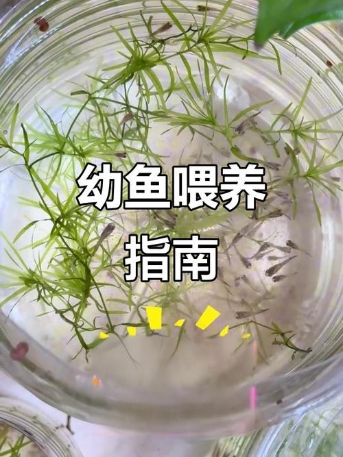 刚出生的小凤尾鱼吃啥怎么养（26℃水温3天换水分缸少量多次喂养）