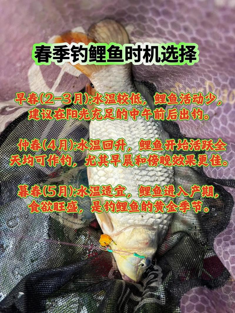 鲤鱼被钓过之后多久能开口（黑坑鲤鱼开口四阶段钓法要点）