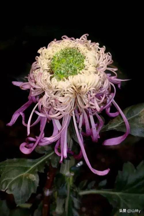 什么菊花最贵（花型稀缺养护与产地）