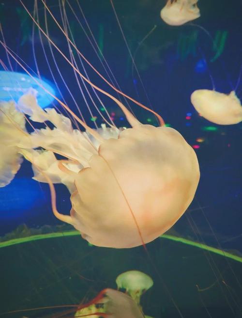 水母的寿命有多长（水母寿命因种类与环境差异而变，如何科学延长与保护）
