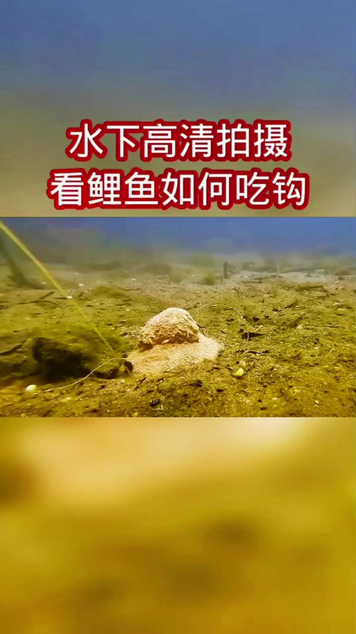 鲤鱼脱钩后多久开口（鲤鱼脱钩后再咬钩时间受多因素影响记录观察把握节拍）