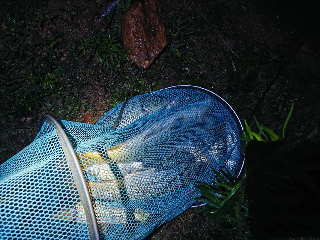 鲤鱼为什么天冷了就不开口了（冬季鲤鱼钓法三段黄金窗口慢逗拉饵与低钓速投）