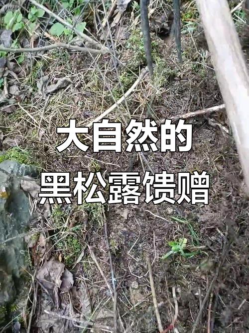 松树旁泥土下挖出好多黑的（松树下黑土孕育松露茯苓可持续采挖与生态保护）