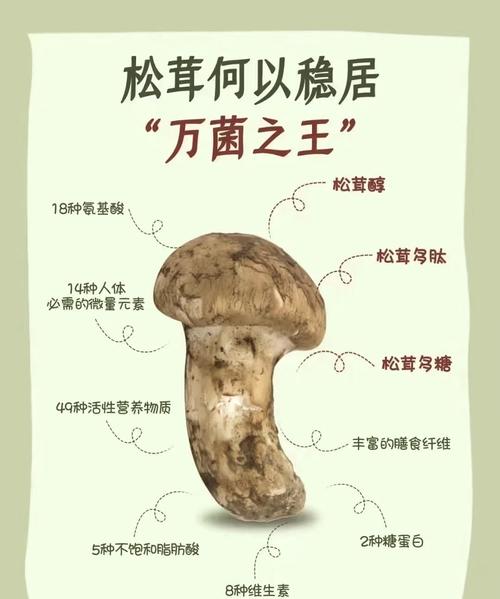 新鲜松茸怎么保存(蘑菇冷藏3天内食用要点,3天后冷冻与容器指南) 新鲜松茸怎么保存(蘑菇冷藏3天内食用要点,3天后冷冻与容器指南)