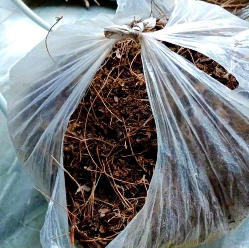 松针盆垫底的正确方法（松针土盆底垫透气排水好适合偏酸性植物）