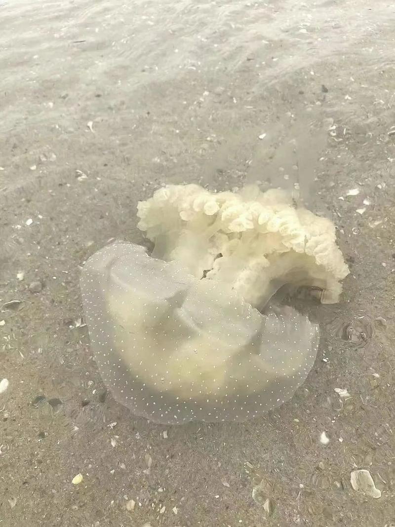 白色透明小水母有毒吗（蜇伤急救与防护要点，遇险就医）