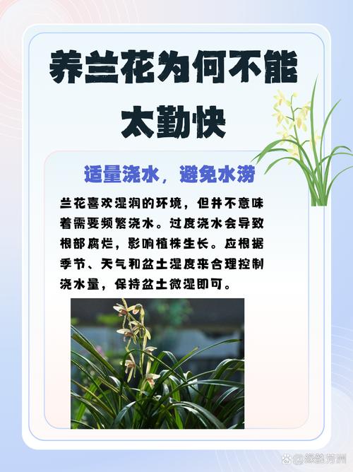 兰花浇水的正确方法口诀（湿度判定与浸盆喷洒三法）