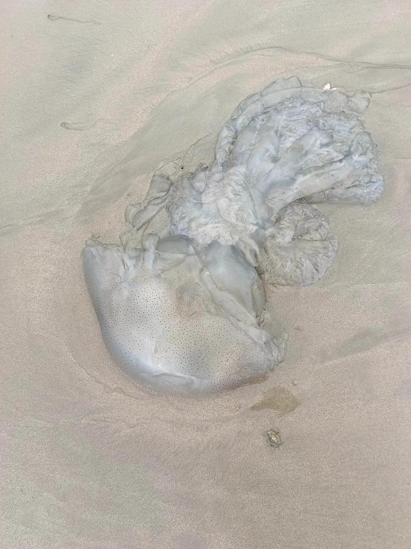 死了的水母能摸吗（死水母也有毒，遇到请保持距离并温和冲洗）