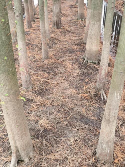 水杉叶可以代替松针腐熟种花吗（方法分层堆肥与注意事项）