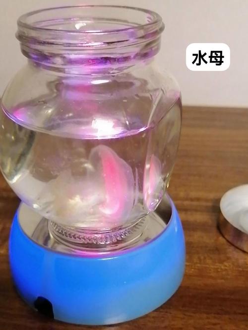 水母瓶子密封需要空气吗(透气防逃按品种定制) 水母瓶子密封需要空气吗(透气防逃按品种定制)