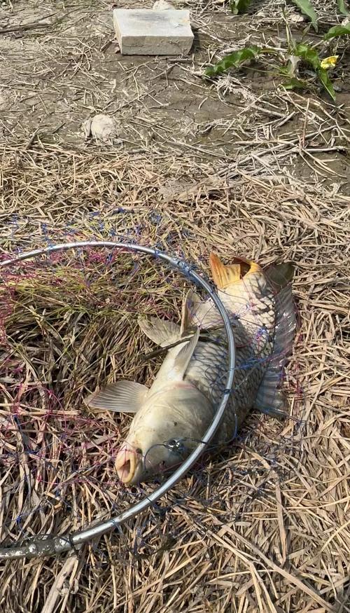 阴天适合钓鲤鱼吗（阴天鲤鱼钓法先浅后深读水层灵活切换）